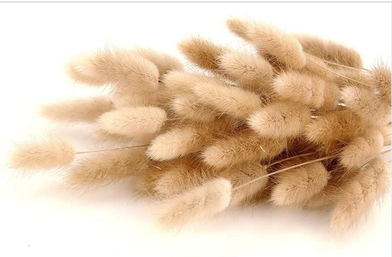 Natural Rabbit Tail Grass Boho Flowers (1)