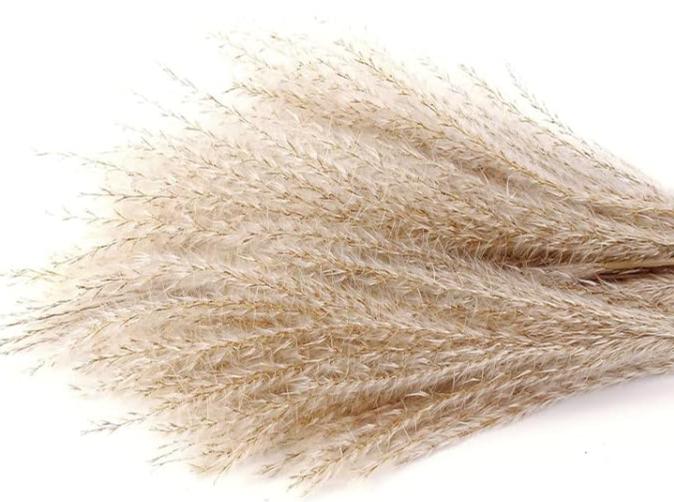 Reed Pampas Boho Flowers (1)