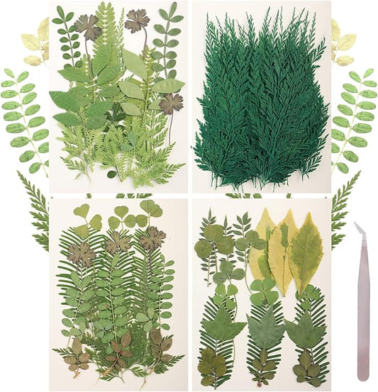 Dried Pressed Leaves