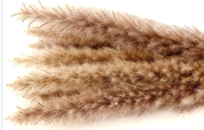 Original Color Pampas Boho Flowers (1)