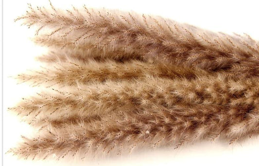 Original Color Pampas Boho Flowers (1)